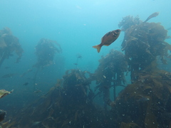 Boopsoidea inornata