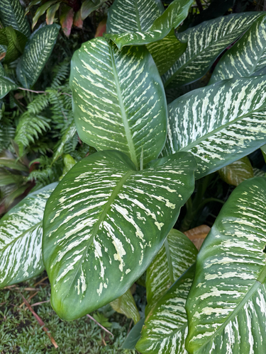 Dieffenbachia seguine observed 2026-03-29