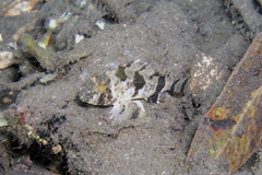 Centropogon australis