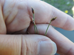 Isolepis rubicunda