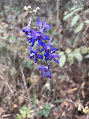 Sierra Madre Larkspur (Delphinium madrense)