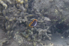 Chaetodon flavirostris