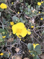 Dendromecon harfordii