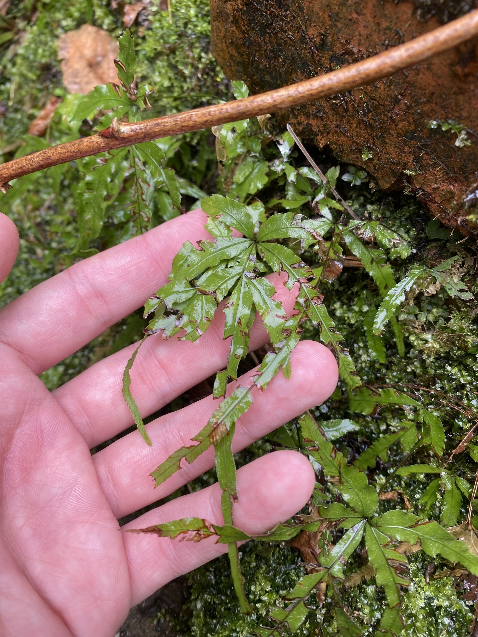 Cretan Brake (Pteris cretica)