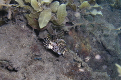 Chironemus marmoratus