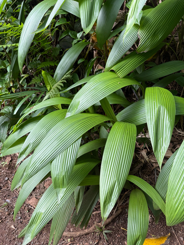 Curculigo capitulata observed 2026-03-29