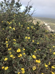 Dendromecon harfordii