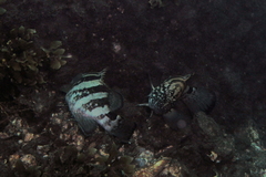 Epinephelus daemelii