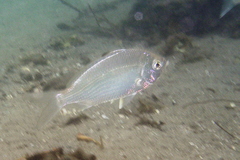 Gerres subfasciatus