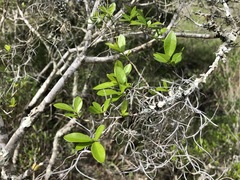 Forestiera segregata