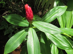 Costus spiralis spiralis