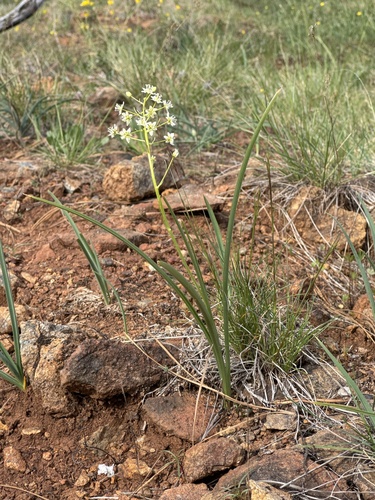 Toxicoscordion micranthum, photograph 4