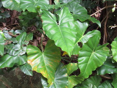 Philodendron quinquenervium