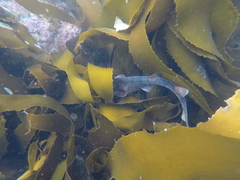 Haploblepharus pictus