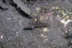 Redigobius macrostoma