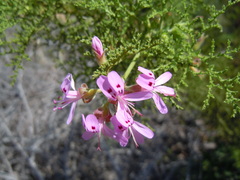 Pelargonium denticulatum