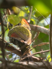 Picus chlorolophus