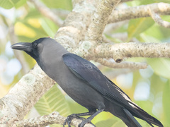 Corvus splendens