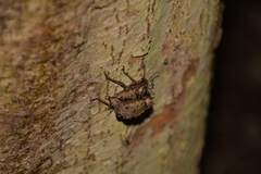 Hadramphus spinipennis