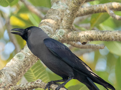 Corvus splendens