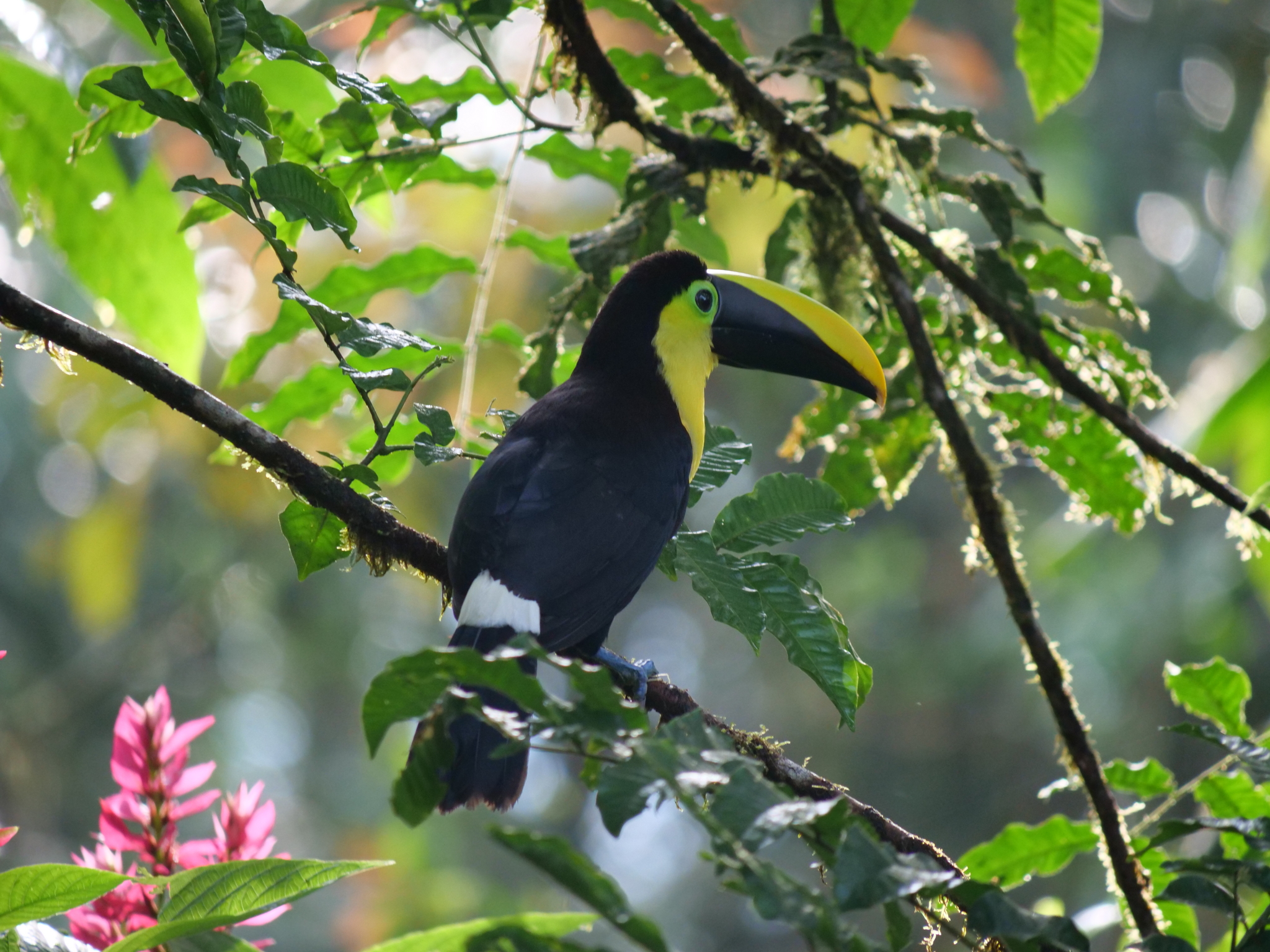 Choco Toucan (Ramphastos brevis), photo 5