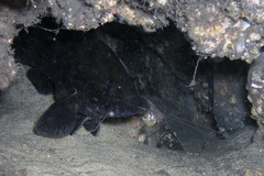 Epinephelus daemelii