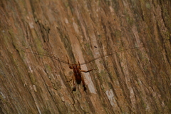 Talitropsis megatibia
