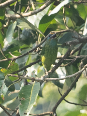 Psilopogon flavifrons