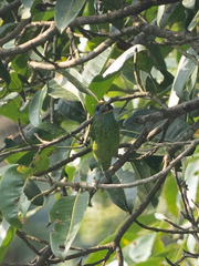 Psilopogon flavifrons