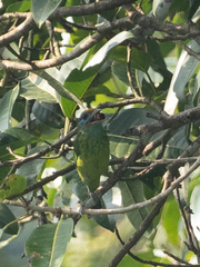 Psilopogon flavifrons