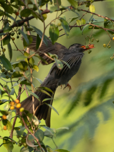 Square-tailed Bulbul (Hypsipetes ganeesa), photo 4