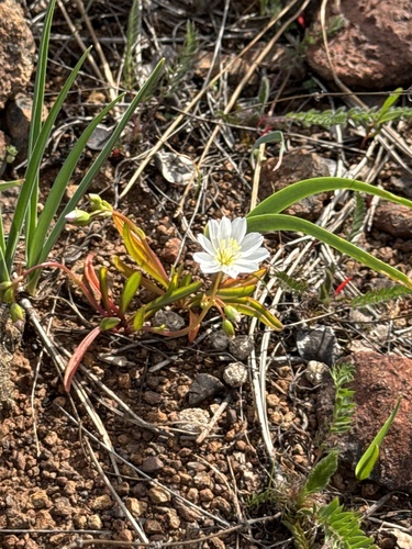 opposite-leaved lewisia (Lewisia oppositifolia)