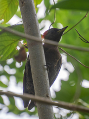Picus chlorolophus