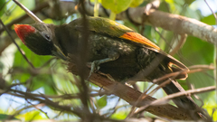 Picus chlorolophus