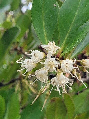 river mangrove (Aegiceras corniculatum)