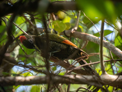 Picus chlorolophus