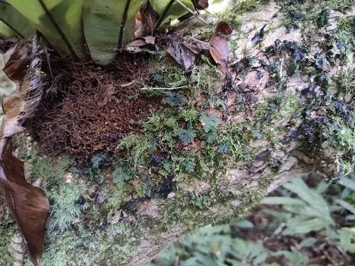 Crepidomanes bipunctatum iNat (3)