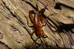 Talitropsis megatibia