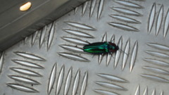 Campsosternus auratus