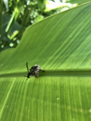 Mischocyttarus pallidipectus