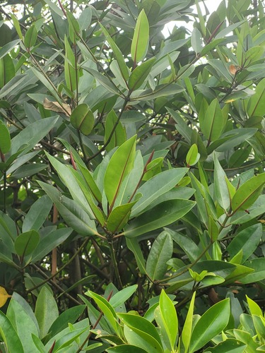 Tall-stilt Mangrove (Rhizophora apiculata)