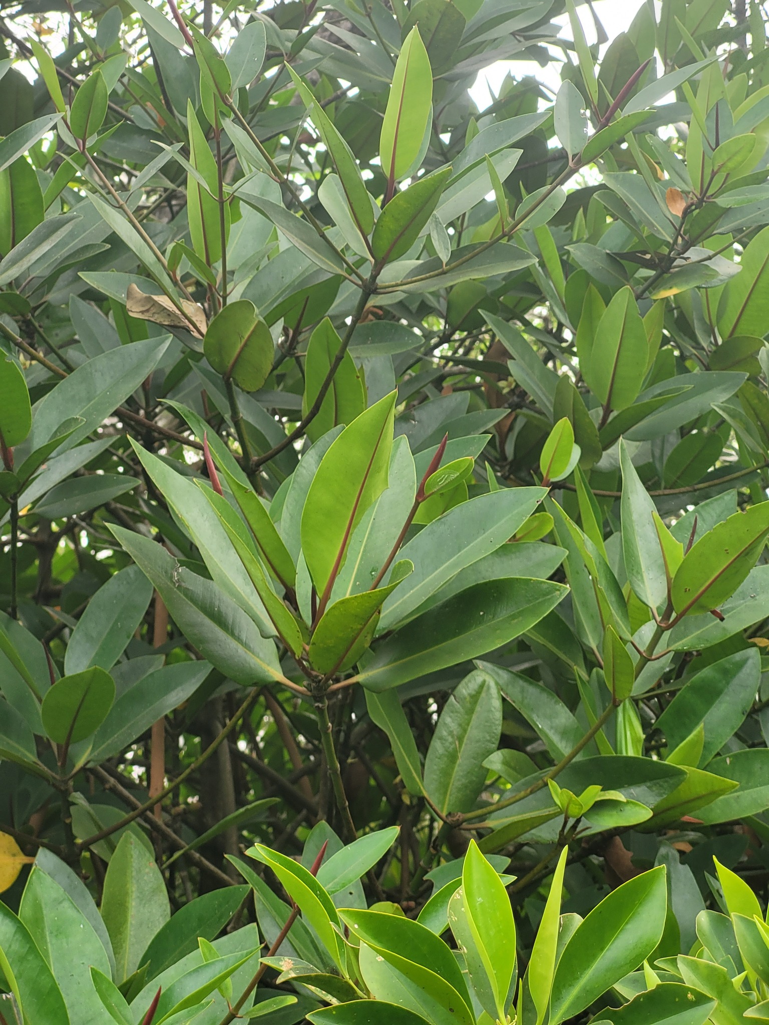 Tall-Stilt Mangrove (Rhizophora apiculata)