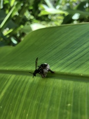 Mischocyttarus pallidipectus
