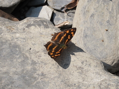 Symbrenthia lilaea formosanus
