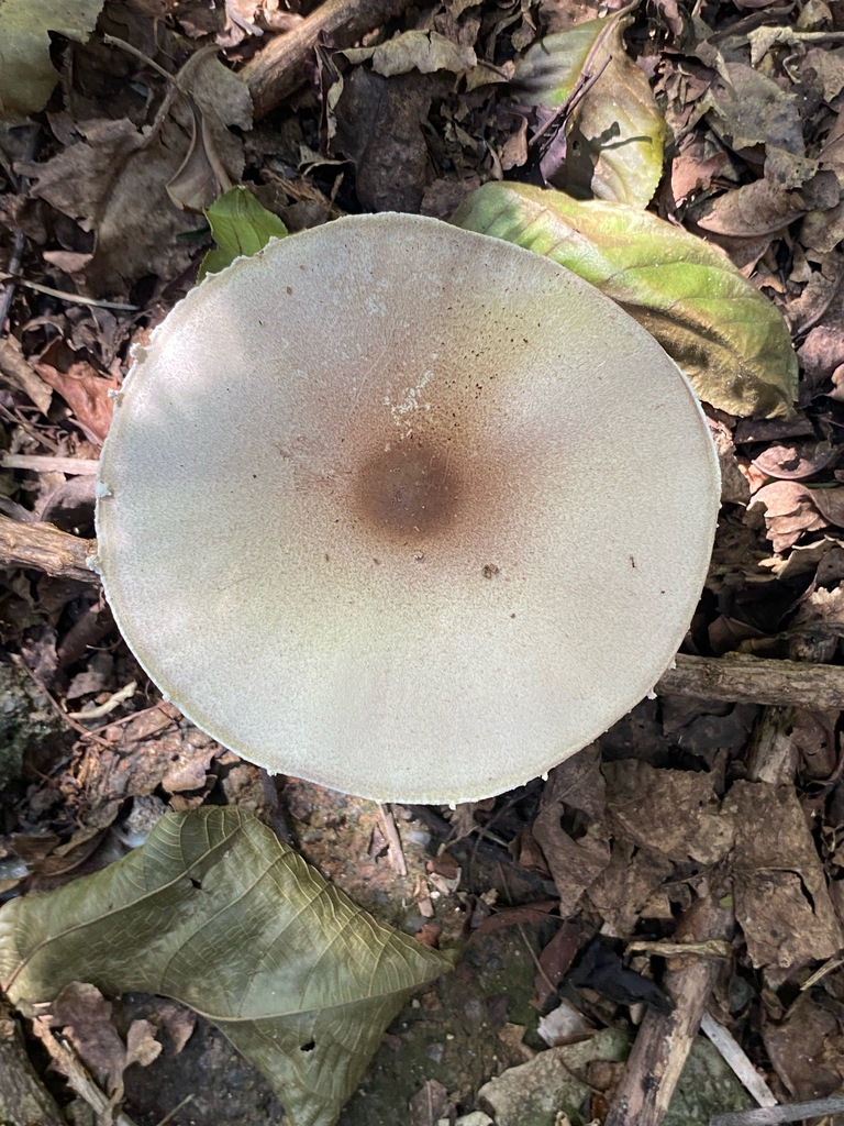 Agaricus subrufescens · March 2026 · photo: © fer_tupini (iNaturalist, cc-by)