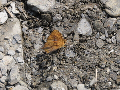 Symbrenthia lilaea formosanus