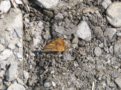 Symbrenthia lilaea formosanus