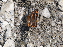 Symbrenthia lilaea formosanus