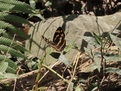 Symbrenthia lilaea formosanus
