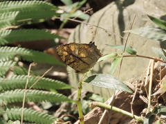 Symbrenthia lilaea formosanus